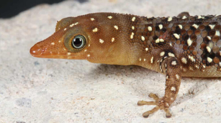 biodiversidade répteis