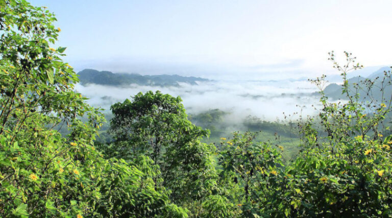 Carta Biden fundo florestas