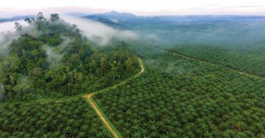 Indonésia offset carbono