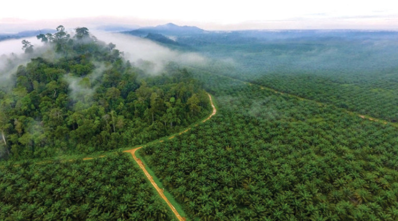 Indonésia offset carbono