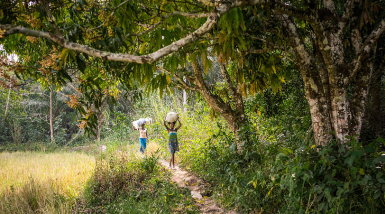 desmatamento agricultura FAO