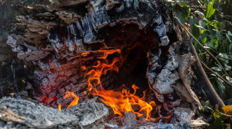 Amazônia desmatamento aumenta