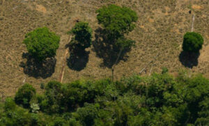 Brasil litigância climática