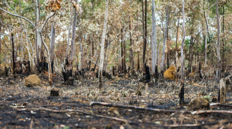 Câmara Técnica desmatamento