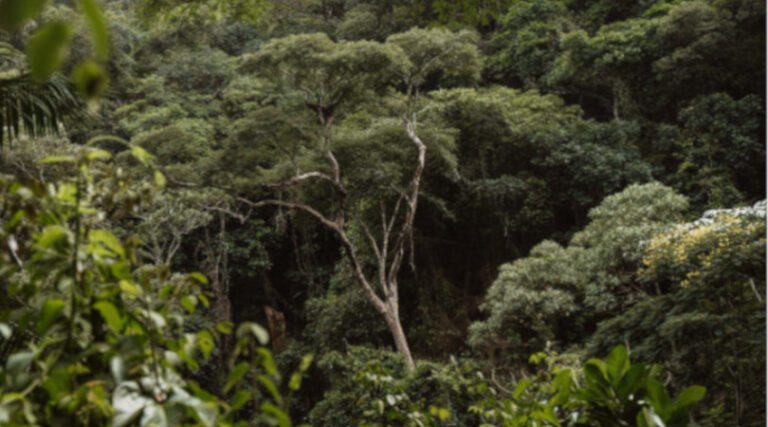 Mata Atlântica