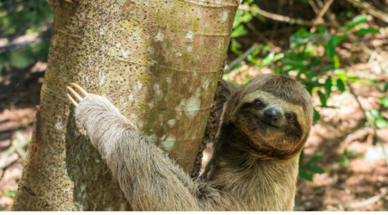 Brasil proteção biodiversidade