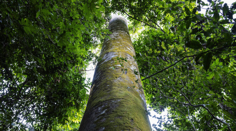 Dia de Proteção às Florestas