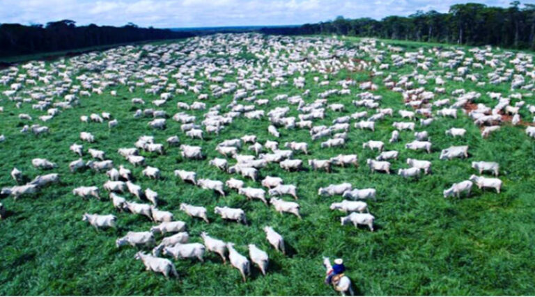 Febrabam pecuária desmatamento