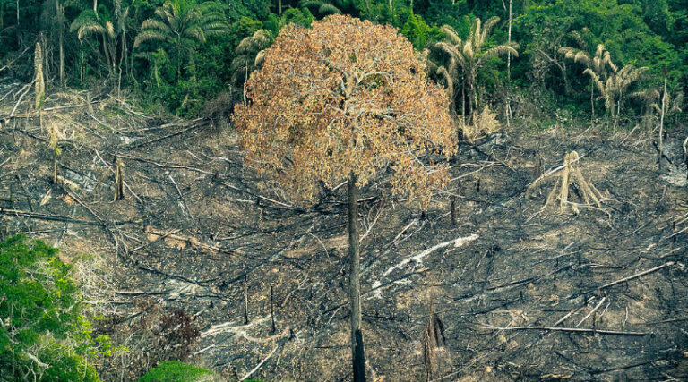 desmatamento junho 2022
