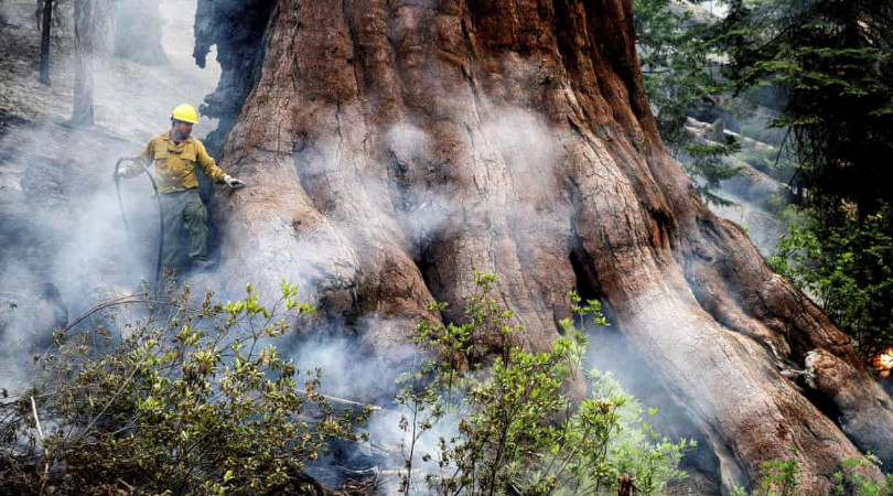 sequoias-gigantes incêndios