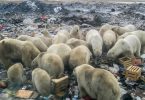 ursos polares lixo humano