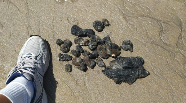 óleo no nordeste 2022