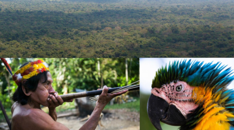 Amazônia ponto de não retorno