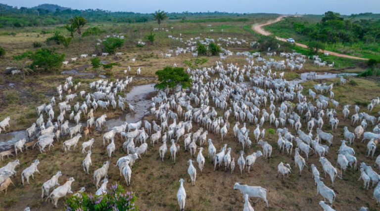 agropecuária desmatamento