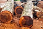 madeira extração ilegal