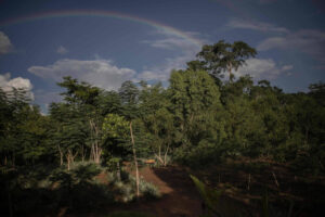 COP27 Frente de Florestas