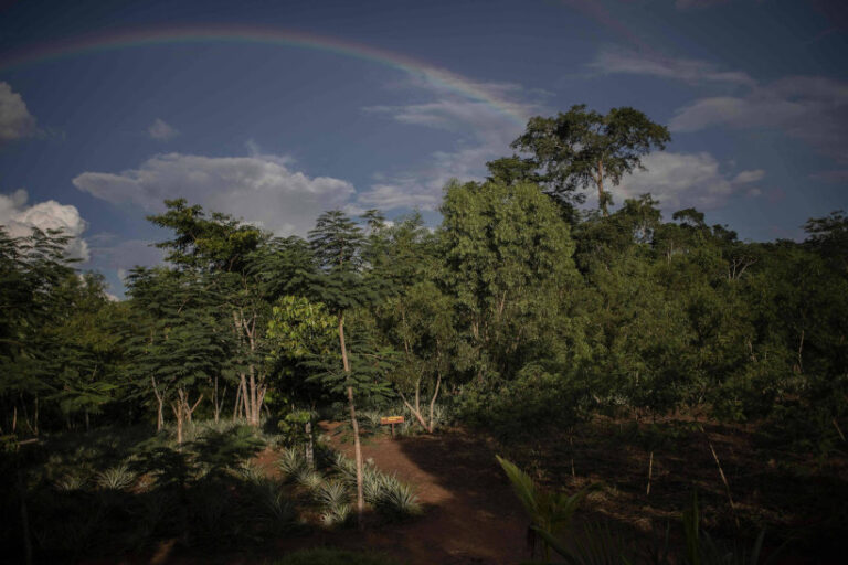 COP27 Frente de Florestas
