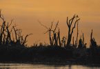 Pantanal desmonte ambiental