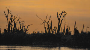 Pantanal desmonte ambiental