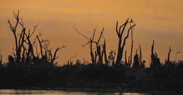Pantanal desmonte ambiental