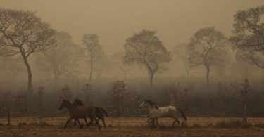crise climática queimadas Brasil
