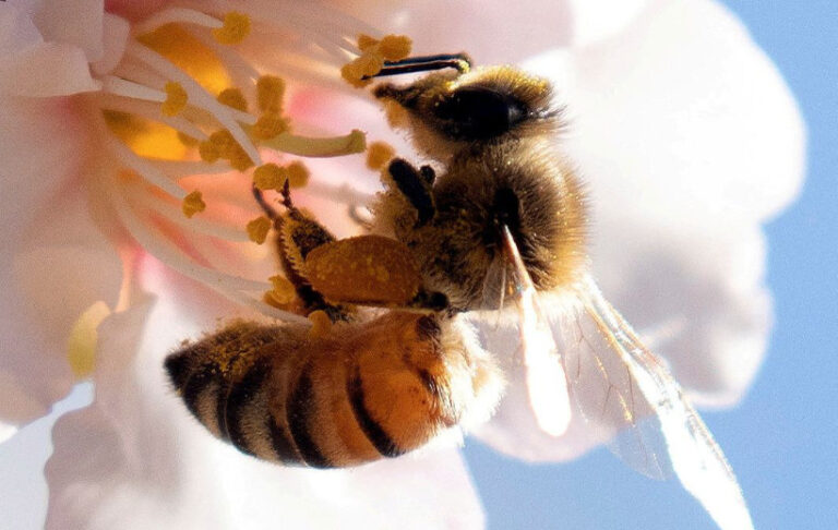 Nature Action 100