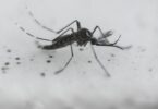 malária na África