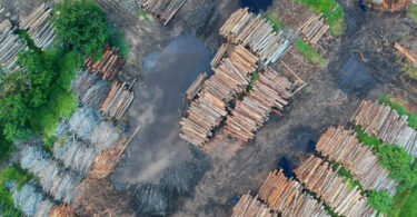 Desmatamento Amazônia Imazon