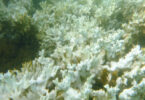 corais brasileiros