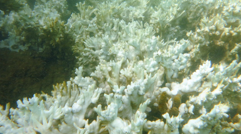 corais brasileiros