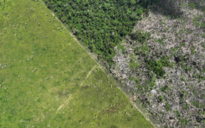 desmatamento Amazônia fevereiro