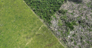 desmatamento Amazônia fevereiro