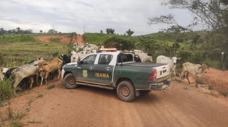 IBAMA apreende gado