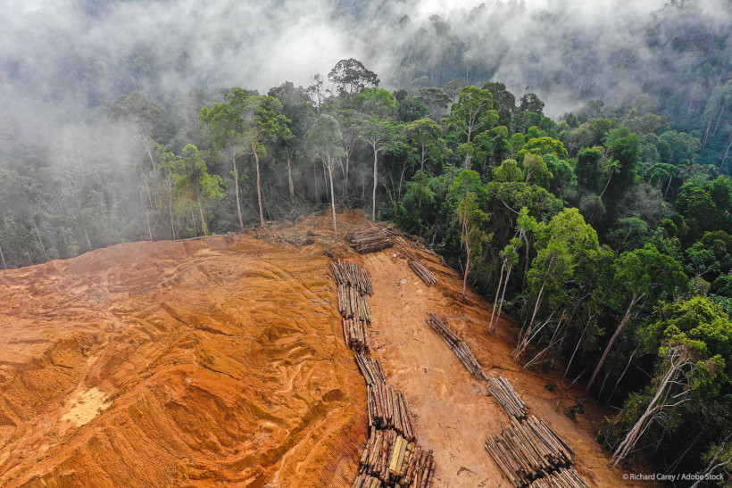 UE commodities de desmatamento