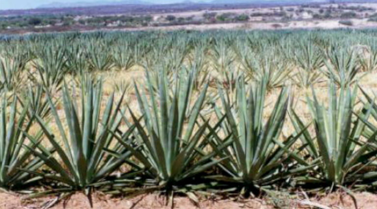 agave biocombustível