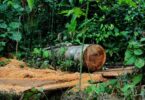 desmatamento Florestas Públicas
