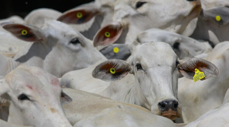 desmatamento agronegócio