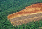 governo Bolsonaro desmatamento Amazônia