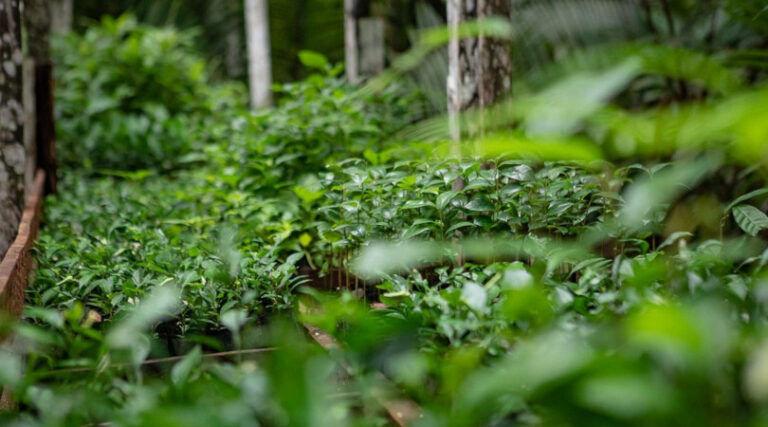 Amazônia reflorestamento