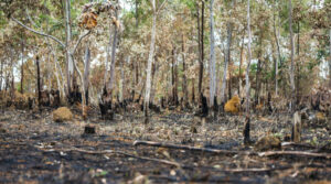 desmatamento Cerrado