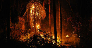 incêndios florestais saúde