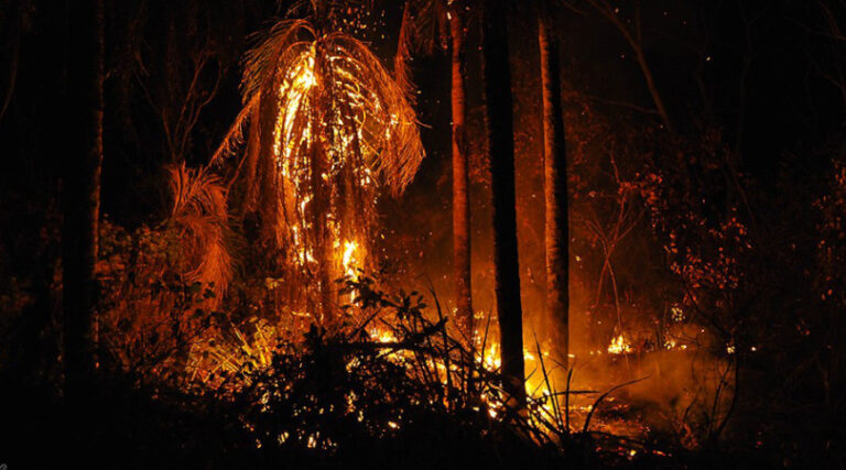 incêndios florestais saúde
