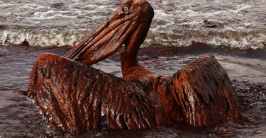 vazamento de óleo foz do Amazonas