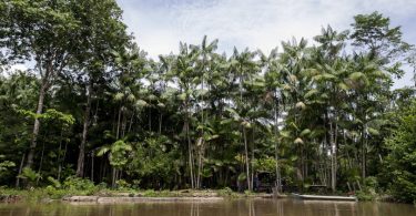 manguezais Foz do Amazonas