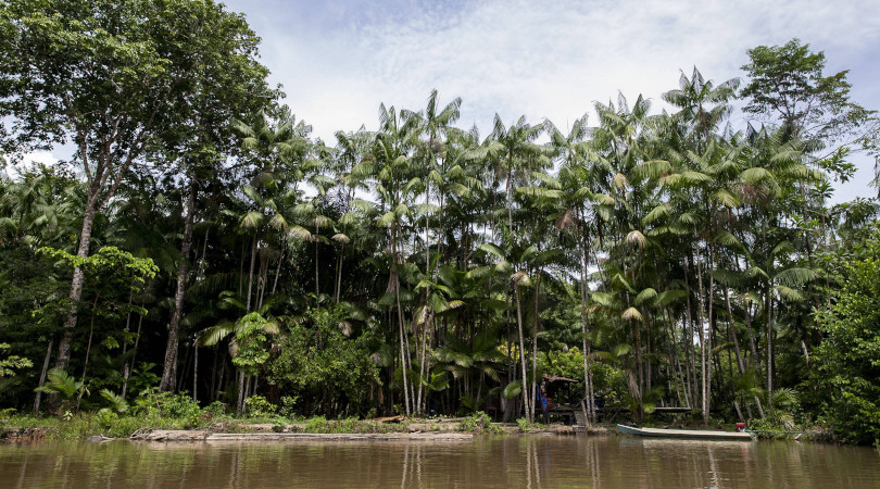 manguezais Foz do Amazonas