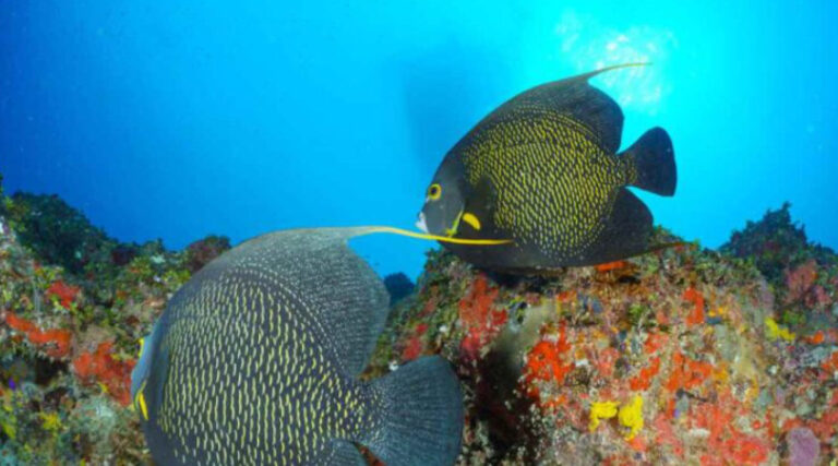 recife de corais Maranhão