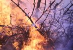 Grécia incêndios florestais controlados