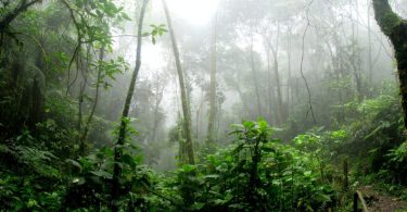Amazônia fotossíntese