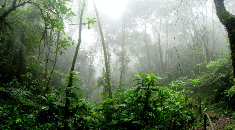 Amazônia fotossíntese