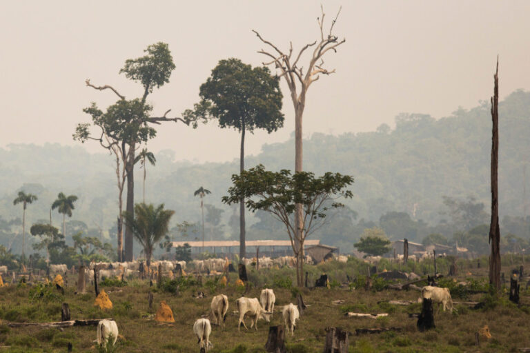 Dia do Fogo pasto 2023